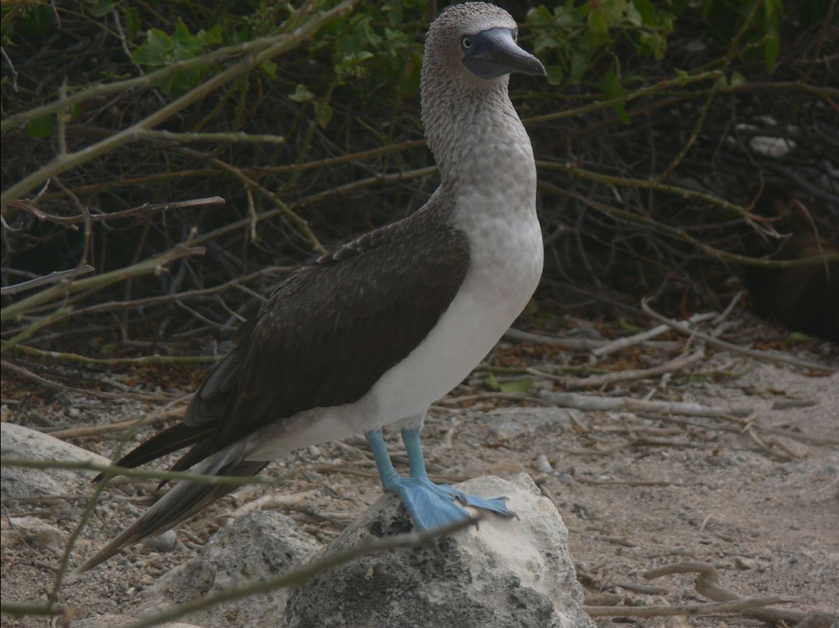Blue footed booby123